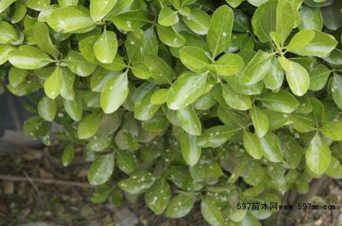 點(diǎn)擊打開(kāi)原圖 大葉黃楊