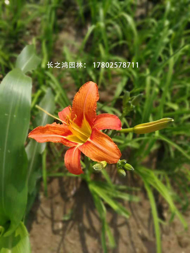 大花萱草的播種方法都有哪些？