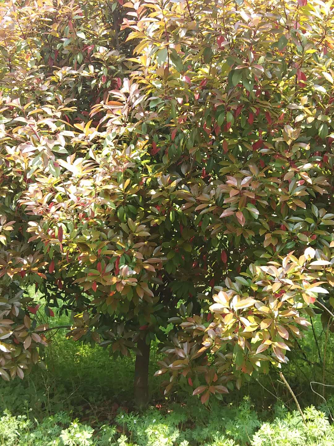歐石楠好不好養(yǎng)？歐石楠的種植有哪些要求