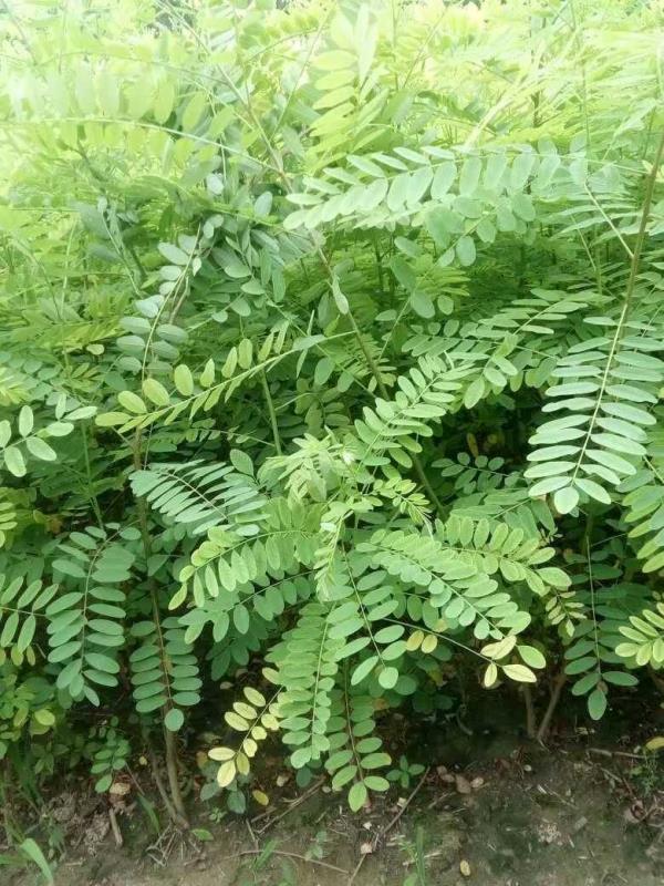 紫穗槐種子種植方法有哪些?
