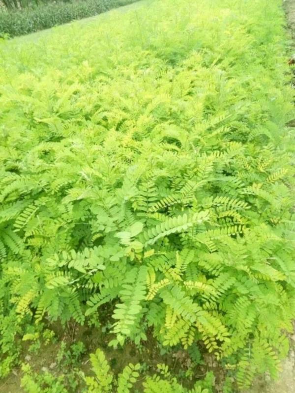 紫穗槐種子種植方法有哪些?