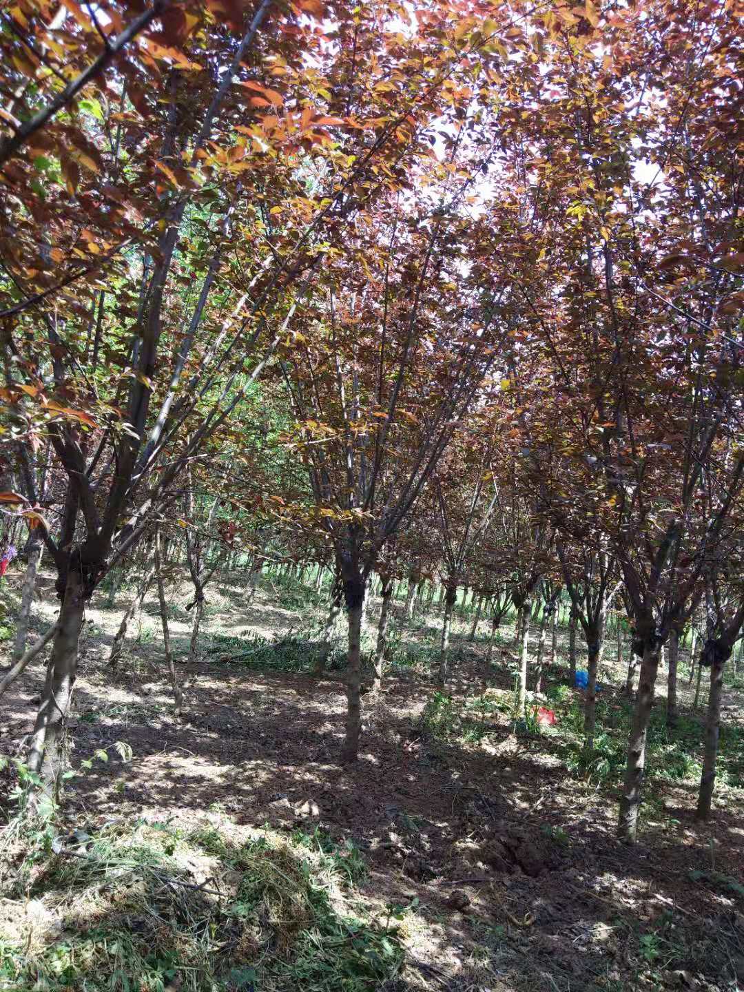 榆葉梅什么時候開花？榆葉梅的種植要注意哪些細節