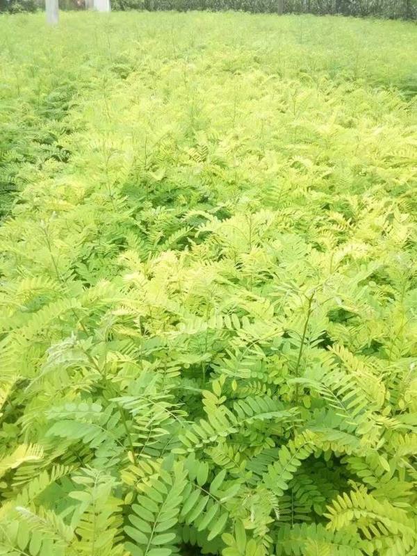 紫穗槐種植技術與管理要注意哪些細節