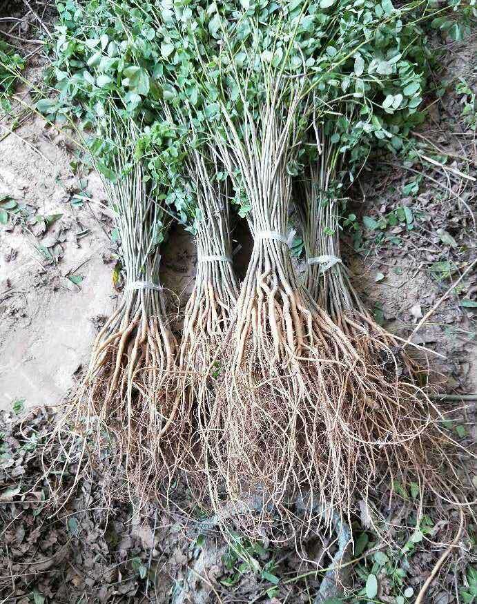 紫穗槐種植技術與管理要注意哪些細節