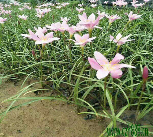 蔥蘭球如何種？蔥蘭花種球的養(yǎng)護(hù)細(xì)節(jié)