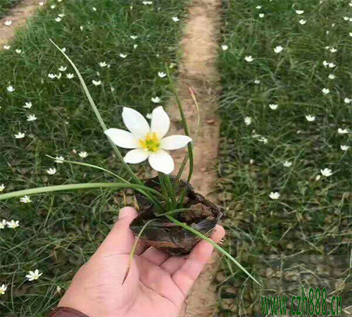 蔥蘭球如何種？蔥蘭花種球的養(yǎng)護(hù)細(xì)節(jié)