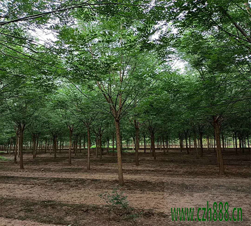 國槐什么時候種植比較好?