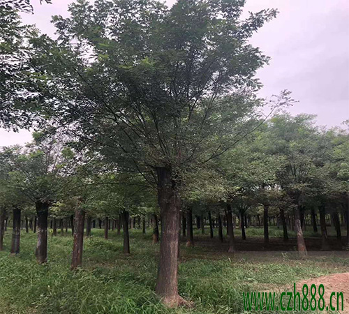 國槐什么時候種植比較好?
