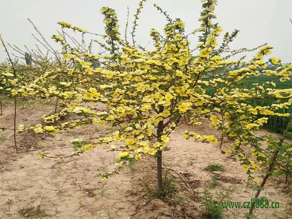 黃刺玫是什么植物？ 黃刺玫的養護妙招