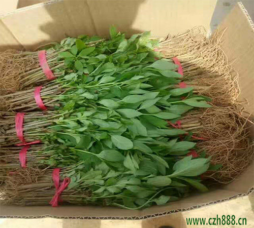 黃刺玫是什么植物？ 黃刺玫的養護妙招