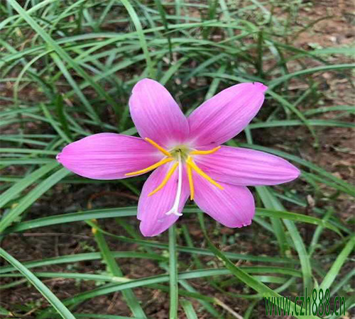 蔥蘭花期是幾月？ 蔥蘭花期注意事項(xiàng)