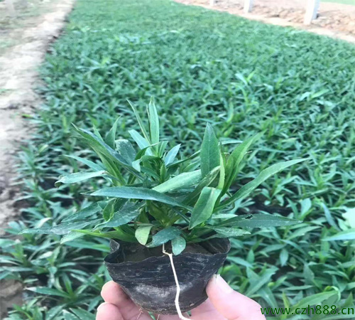 荷蘭菊扦插時間有哪些要求？