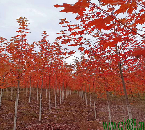 美國紅楓都有哪些品種？ 如何選擇合適的美國紅楓？