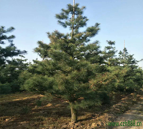 華山松的基本特點是什么？ 華山松基本特點介紹