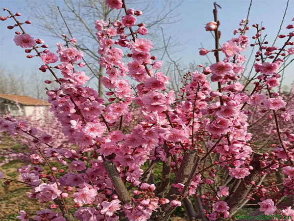 榆葉梅一年中什么時(shí)候開花？