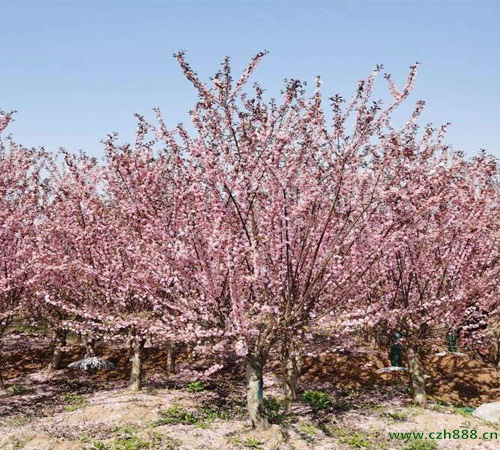榆葉梅一年中什么時(shí)候開花？
