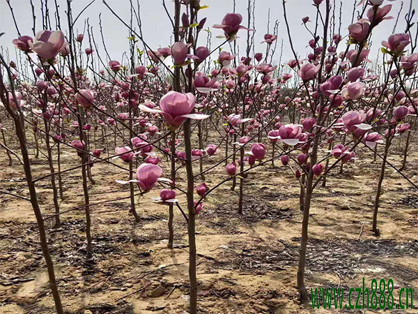 紫玉蘭樹有哪些形態特征？