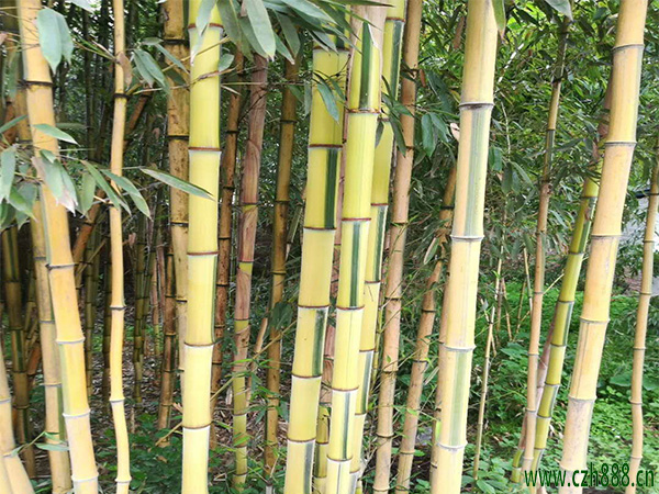 金鑲玉竹的基本特征有哪些？ 金鑲玉竹簡單介紹