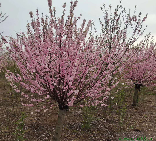 榆葉梅花期在幾月？榆葉梅栽種養護技巧