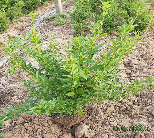 連翹的種植前景怎么養？ 連翹的特性有哪些？