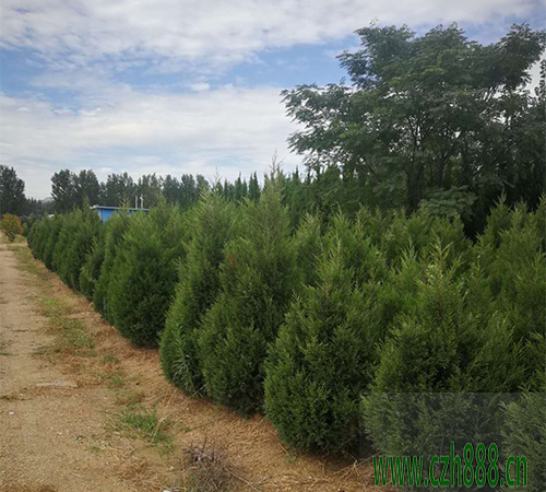 塔柏適合什么季節(jié)種植？ 塔柏種植的注意事項(xiàng)