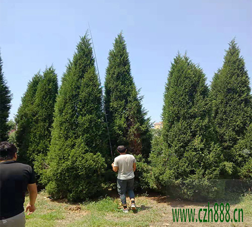 塔柏適合什么季節(jié)種植？ 塔柏種植的注意事項(xiàng)