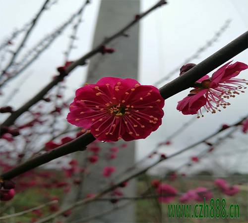 紅梅適合在哪里種植？ 紅梅的日常養護