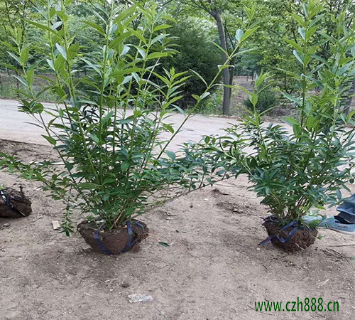 連翹和迎春花如何區別？它們都有哪些特點