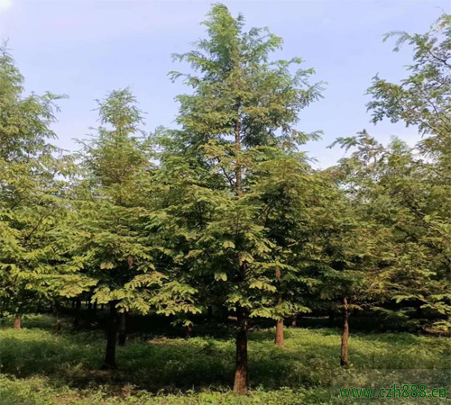 水杉適合什么時候移植？ 水杉移植的方法