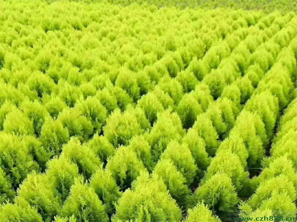 灑金柏的養殖方法有哪些?灑金柏養殖要注意這些細節