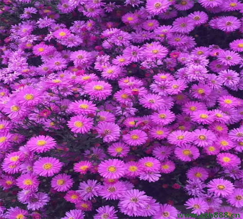 荷蘭菊如何養殖？一起來看看