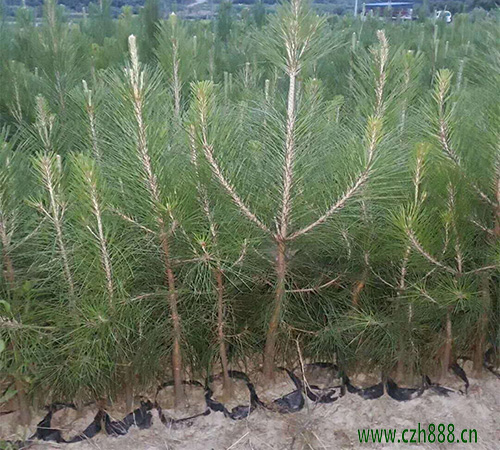 馬尾松花粉的藥用價(jià)值 馬尾松花粉如何采摘？