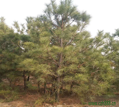 馬尾松花粉的藥用價(jià)值 馬尾松花粉如何采摘？