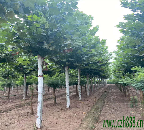 法桐葉子為什么會發黃？ 法桐葉子發黃的處理方法