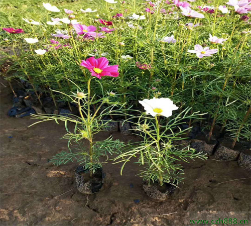 波斯菊如何培育？ 波斯菊的培育技術詳細介紹