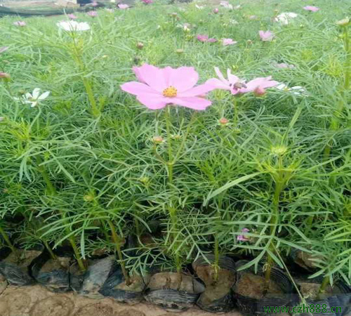 波斯菊如何培育？ 波斯菊的培育技術詳細介紹