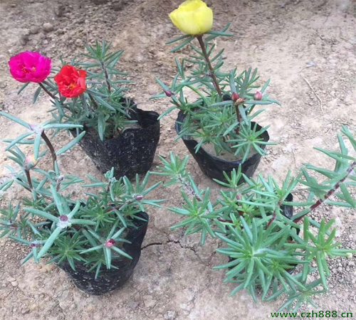 半枝蓮種植方法介紹 半枝蓮種子怎么種植？