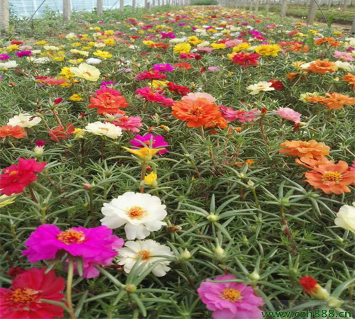 半枝蓮種植方法介紹 半枝蓮種子怎么種植？