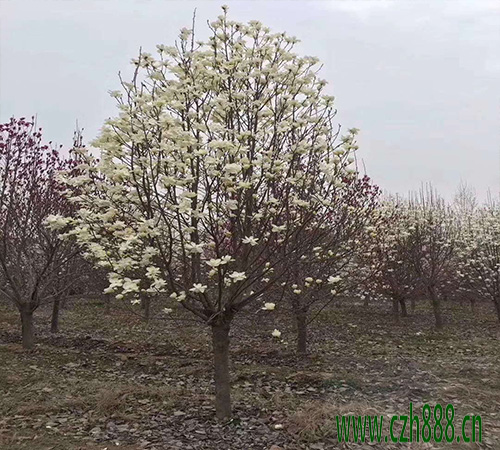 半枝蓮種植方法介紹 半枝蓮種子怎么種植？