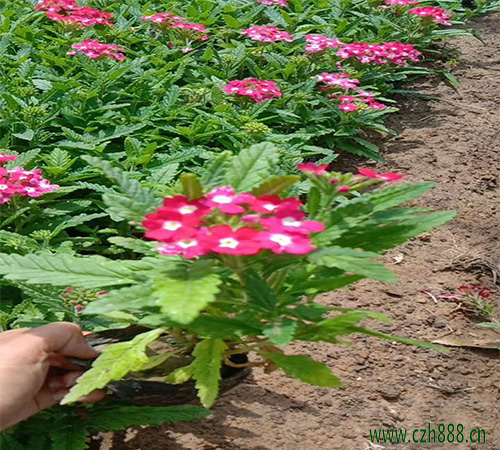 美女櫻什么時候種植比較合適？