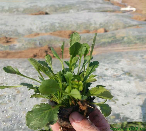白菊的栽培方法及注意事項