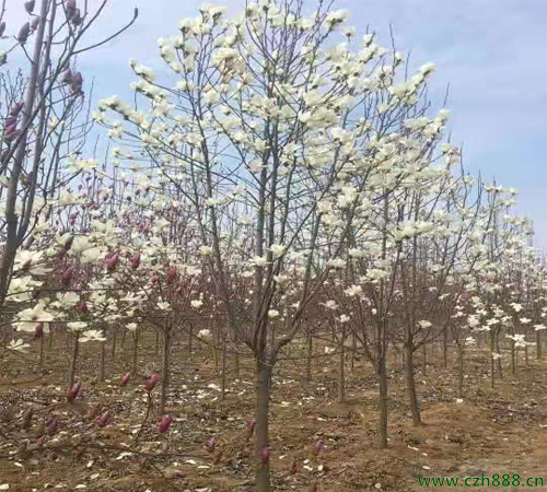 白玉蘭花如何養殖成功率高？