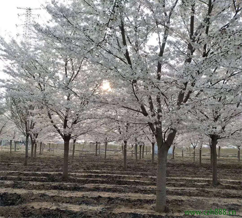 櫻花適合什么時間栽種？ 櫻花的修剪技巧