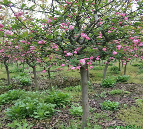 垂絲海棠如何培育？ 垂絲海棠的培育繁衍技術(shù)