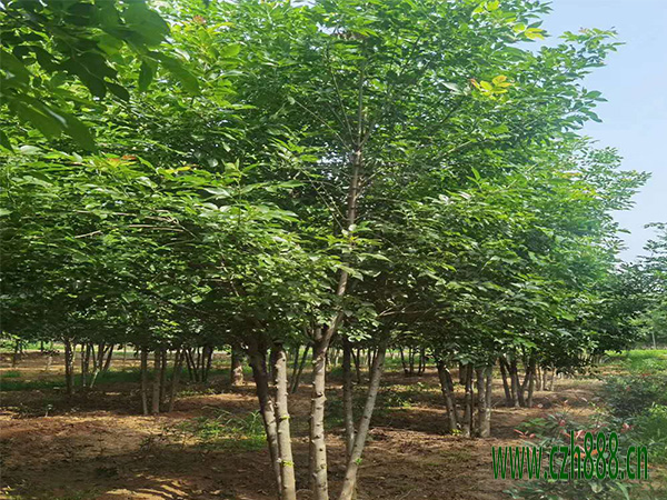 白蠟什么時(shí)間適合育苗？ 白蠟幼苗的管理方法