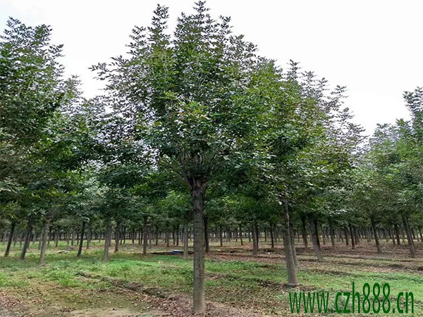 白蠟什么時(shí)間適合育苗？ 白蠟幼苗的管理方法