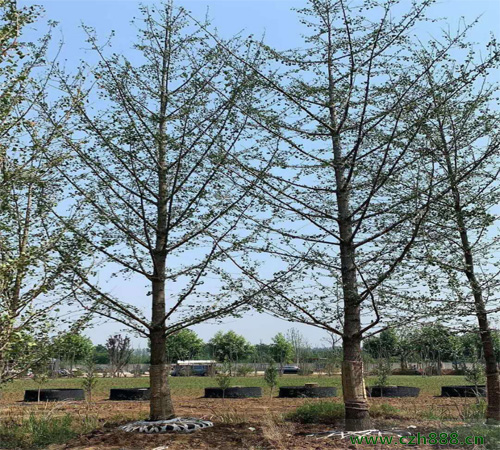 銀杏幾月開花？ 銀杏的經(jīng)濟(jì)價值