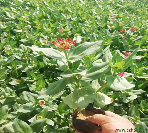 百日草是哪一種植物？ 百日草耐高溫嗎？