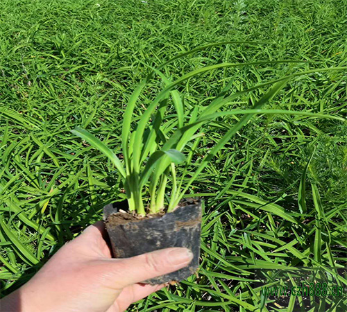 金娃娃萱草和大花萱草有哪些區別？
