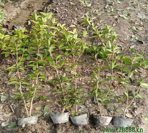 桂花樹適合在幾月播種？ 桂花樹耐寒嗎？